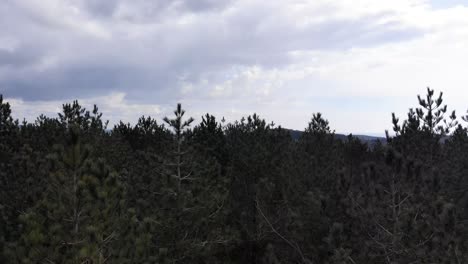 Aerial-Rising-Amongst-Woodland-Forest-Tree-Trunks-To-Reveal-Woodbury-Forest