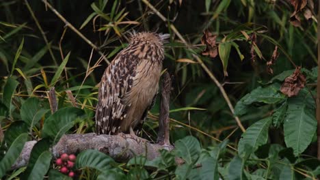 Blick-Nach-Hinten-über-Seinen-Linken-Flügel-Und-Dann-Nach-Rechts-In-Richtung-Kamera,-Buffy-Fish-Owl-Ketupa-Ketupu,-Thailand