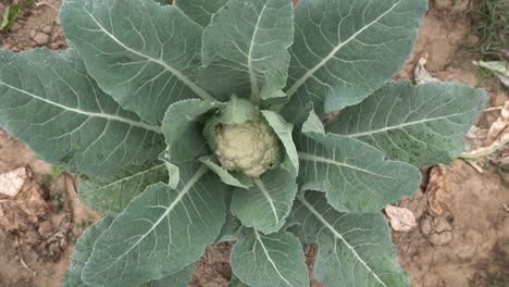 El-Repollo-Ha-Sido-Cultivado-En-El-Campo.