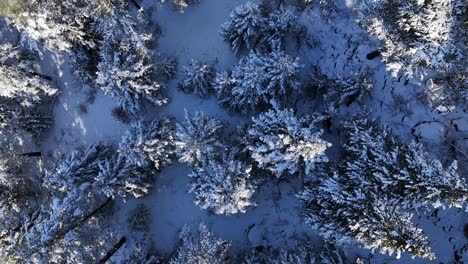 Aerial-view-of-snowy-mountain-peak-in-winter-season,-landscape-of-pine-trees-covered-with-snow