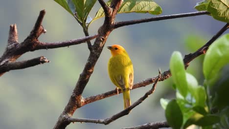 Single-yellow-finch-calling-on-branch-handheld