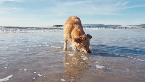 Perro-Golden-Retriever-Atrapando-La-Pelota-Del-Agua-De-Mar-En-La-Playa-De-Arena,-Cámara-Lenta