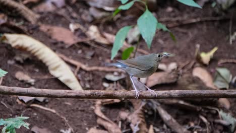 Wagging-its-tail-rapidly-then-moves-to-the-right-as-it-looks-up,-Siberian-Blue-Robin-Larvivora-cyane,-Thailand