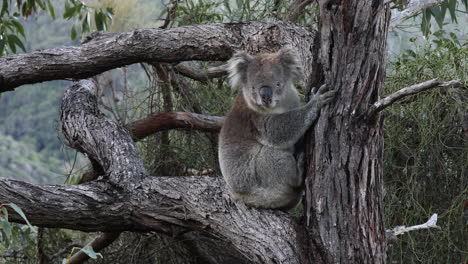 koala-in-a-eucalyptus-tree,-holding-onto-the-tree-trunk-with-its-sharp-claws