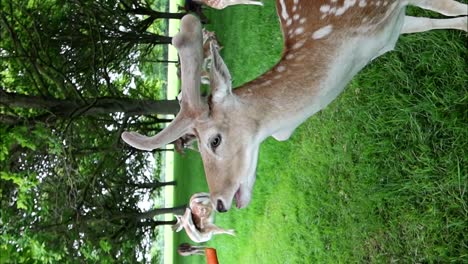 Male-hand-feeding-wild-deers-with-carrots-in-Phoenix-Park