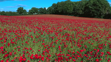 Aerial-flying-low-over-poppy-field-country-remembrance-day-4K