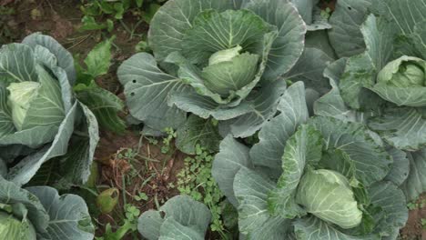 Kohl-Wurde-Auf-Dem-Feld-Angebaut