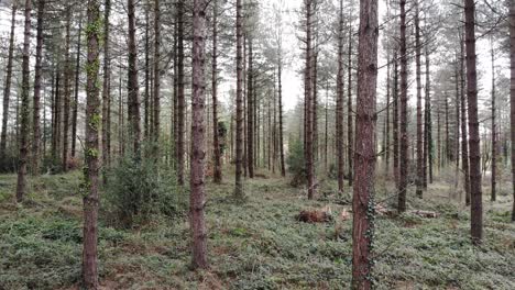 Aerial-Flying-Past-Woodland-Forest-Tree-Trunks