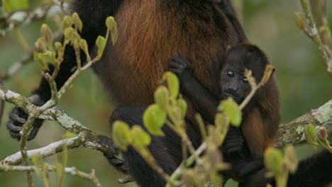 Baby-Howler-monkey-clings-to-its-protective-mother,-rainforest-leafy-canopy-Costa-Rica-CLOSE-UP