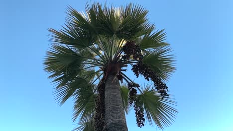 Date-palm-tree-with-bunches-of-ripe-fruit-growing---orbiting-the-tree,-tilt-up-slow-motion