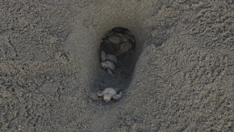 Baby-turtles-emerging-from-a-nest-in-the-sand,-beginning-their-journey-to-the-sea