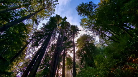 Langsam-Kippen-Blick-Auf-Uralten-Küstenmammutbäumen-Des-Muir-Woods-National-Monument