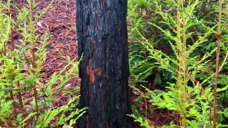 Muir-Woods-árbol-Quemado-Con-Cicatrices-Con-Textura-Ennegrecida-Rodeado-De-Abeto-Douglas-Verde-Natural