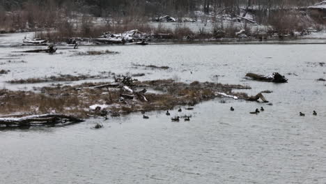 Winter-cold-lake-Sequoyah-landscape-with-wildlife-birds-on-water,-aerial