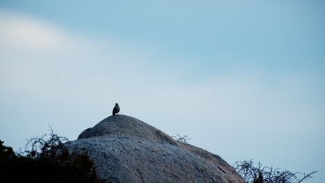 Cape-Bunting-passerine-bird-atop-rock-boulder-silhouetted-against-sky