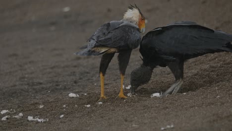 Caracara-and-Black-Vulture-compete-for-turtle-eggs-prey-on-Costa-Rica-beach