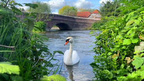 White-swan-swimming-on-a-river-with-a-bridge-and-green-banks-in-the-background-4K