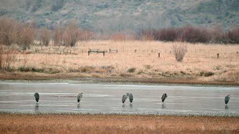 Garzas-Tranquilas-En-Reposo-En-El-Estanque-De-Pastizales-De-Kamloops