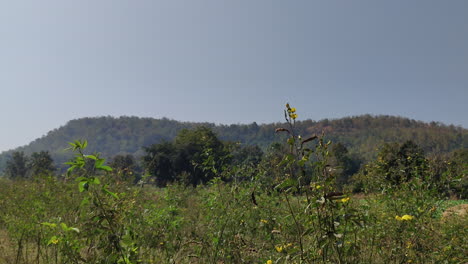 Plants-adorned-with-yellow-flowers-and-legume-like-seed-pods-sway-gently-in-the-breeze-in-India,-capturing-the-tranquility-of-nature-in-motion