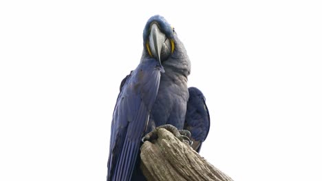 Hyacinth-macaw,-anodorhynchus-hyacinthinus-with-vibrant-blue-plumage,-perched-on-top-of-a-snag,-vulnerable-bird-species-due-to-habitat-loss-and-illegal-pet-trade,-close-up-shot-with-copyspace