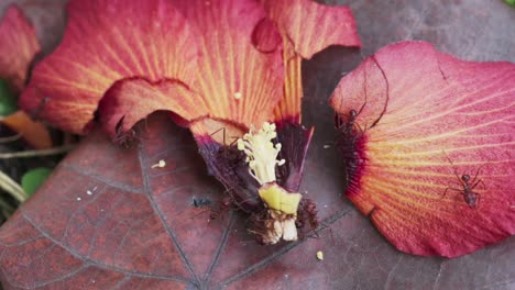 Braune-Ameisen-Krabbeln-über-Verwelkte-Rote-Blütenblätter