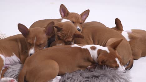 close-up-on-basenji-puppy-group-lay-sleep-together-sweet-sibling-slow-motion