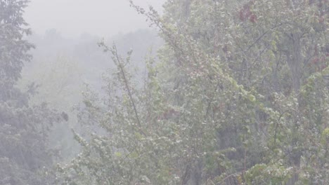 Starker-Regen-Fällt-Im-Herbst-Auf-Bäume