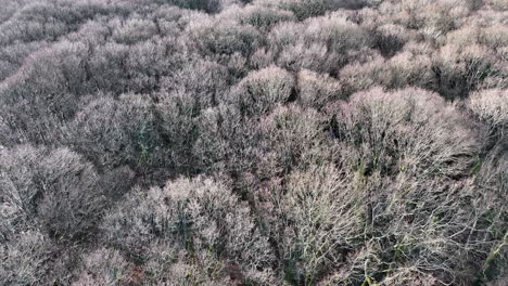 Aerial-shot-panning-up-over-dead-winter-tree-forest-trail-to-Hamble-River-and-boatyard-UK-4K