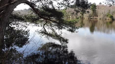 Large-Scenic-Tree-Overhanging-Over-Squabmoor-Reservoir-Located-In-Woodbury-Common