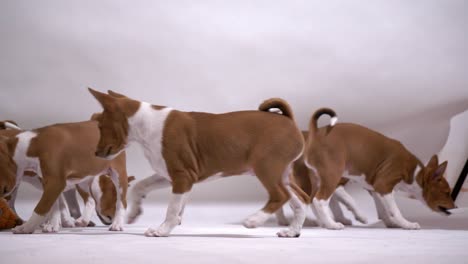 Divertido-Grupo-De-Cachorros-Basenji-Juegan-Divertido-Paseo-Y-Demolición-De-Estudio