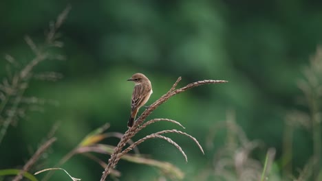 Wagging-tis-tail-looking-to-the-left-as-seen-from-its-back-while-perch-on-a-plant-at-a-grass-land,-Amur-Stonechat-or-Stejneger's-Stonechat-Saxicola-stejnegeri,-Thailand