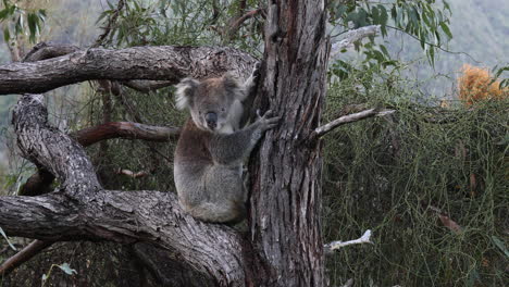 Koala-Ruht-Auf-Einem-Baumstamm-In-Seinem-Natürlichen-Lebensraum