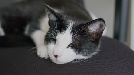 Sleeping-cat-on-chair,-resting-at-home