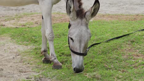 Donkey-tied-with-lead-rope-grazing-green-grass-outdoor-countryside