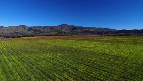 Amplia-Panorámica-Aérea-De-Campo-Verde-Vibrante-Abierto-De-Vides-Y-Una-Montaña-Con-Un-Cielo-Azul-En-El-Valle-De-Napa,-California.