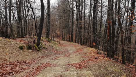 Plano-Amplio,-Sendero-Forestal-En-Invierno-Y-Lluvia,-Sin-Hojas-En-Los-árboles.