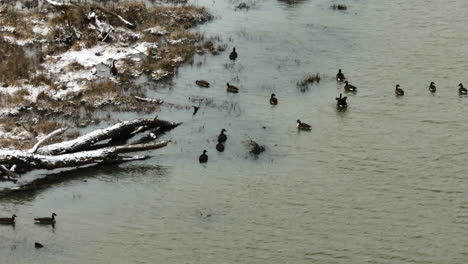 Wildlife-ducks-on-water-in-lake-Sequoyah,-telephoto-high-angle-view,-winter