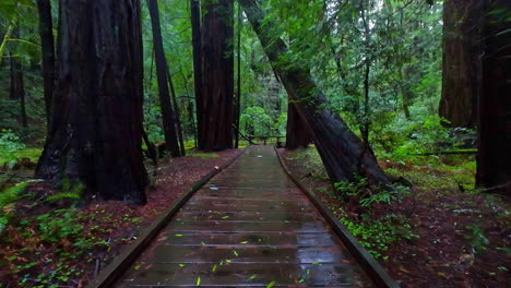 Wandern,-Pov,-Malerischer-Waldpark,-Riesige-Redwood-Bäume,-Muir-Woods-National-Monument
