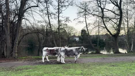 --Resolución-3840x2160-4k--bosque-De-Epping---Londres---Reino-Unido--vacas-Cerca-Del-Lago