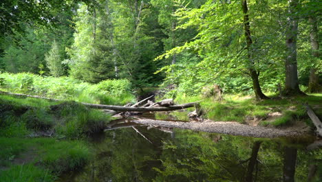 Wide-static-shot-of-forest-stream-with-trees-blowing-in-wind,-water-flowing-and-fallen-logs-over-the-stream-HD