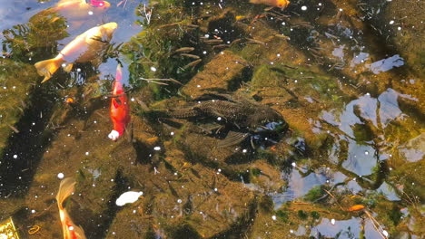 Goldener-Orangefarbener-Nishikigoi-Koi-Fisch-Japanischer-Herkunft-Im-Teich-Des-Zen-Gartens