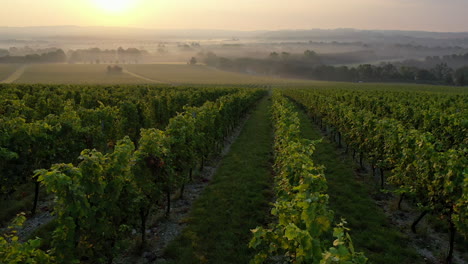 Luftaufnahme-Rückwärtsflug-über-Weinberg-Bei-Sonnenaufgang-4k