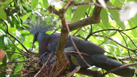 Mother-Victoria-crowned-pigeon,-goura-victoria-nurturing-and-raising-her-baby-on-the-tree-nest-of-stems-and-sticks-in-its-natural-habitat,-close-up-shot
