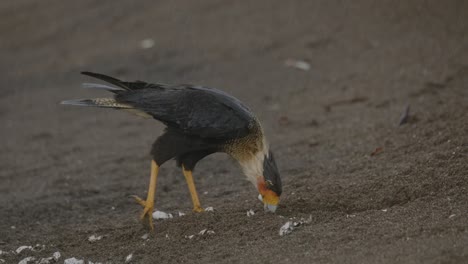 Wunderschöner-Schopfkarakara-Auf-Nahrungssuche-Im-Sandstrand-Nach-Eiern-Von-Meeresschildkröten-In-Costa-Rica