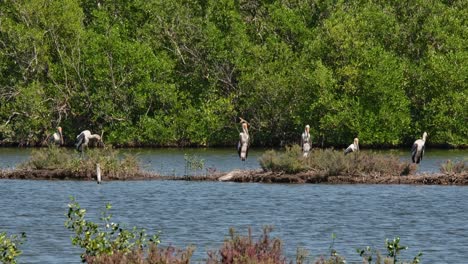 Six-individual-on-a-bund-with-plants-during-a-sunny-and-windy-day,-Painted-Stork-Mycteria-leucocephala,-Thailand