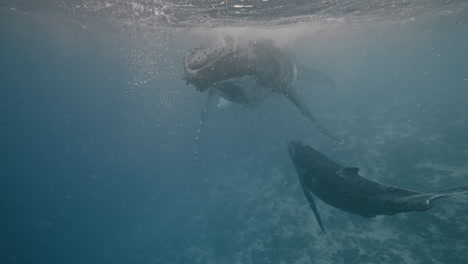 A-Newborn-Whale-Calf-Looks-Up-At-Mom-From-The-Shallow-Depths-Of-Tonga,-She-Hovers-Closely-Above-Her-Baby-Filling-Her-Lungs-With-Fresh-Air