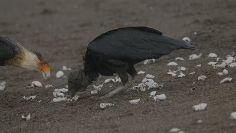 Caracara-Y-Buitre-Negro-Hurgando-En-Huevos-De-Tortuga-En-Una-Playa-De-Arena-Bajo-La-Lluvia