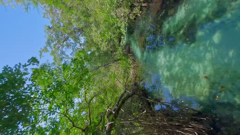 Idyllischer-Fluss-Im-Regenwald-An-Einem-Sonnigen-Tag-In-Der-Gegend-Von-Samana