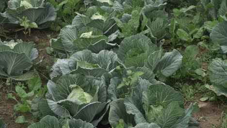 Cabbage-has-been-cultivated-in-the-field