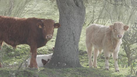 Eine-Kuh-Und-Ein-Kalb-Schauen-In-Die-Kamera